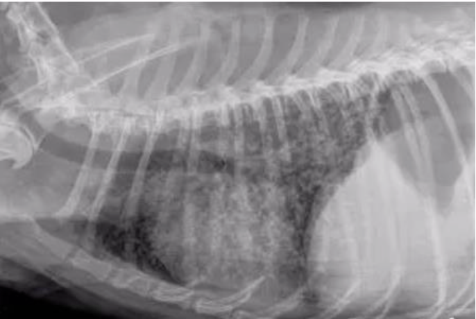 A Case Of Fungal Pneumonia Iowa Veterinary Specialties