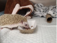 hedgehog