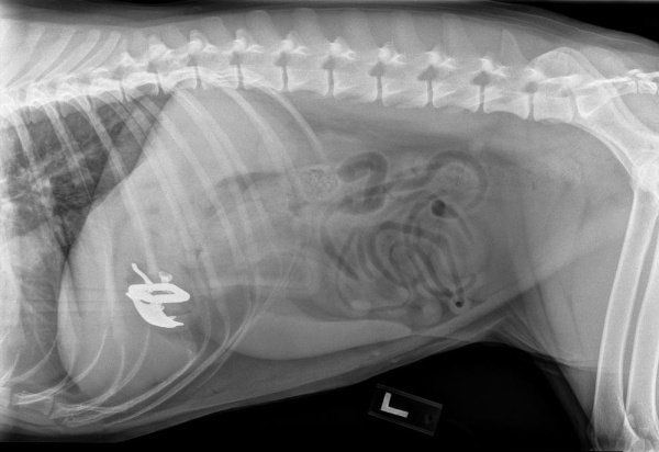 Radiology