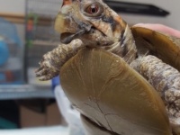Tortoise