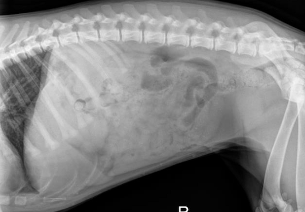 Right Lateral repeat radiograph