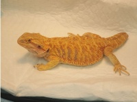 Bearded dragon