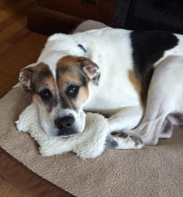 Boxer Dog