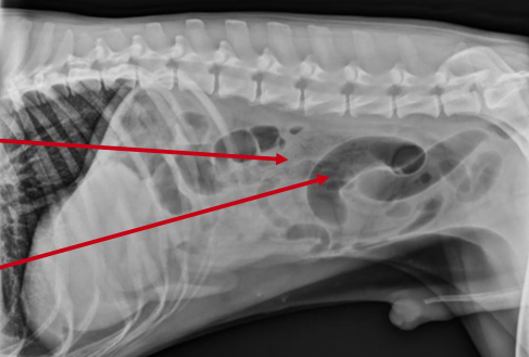 x-ray