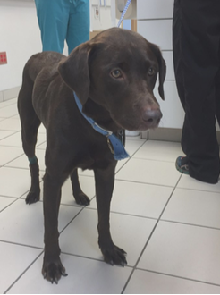 Chocolate Lab