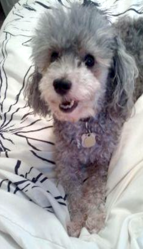 Mini-Poodle