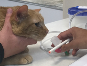 Cat receiving oxygen