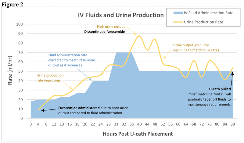 IV Fluids and Urine Production
