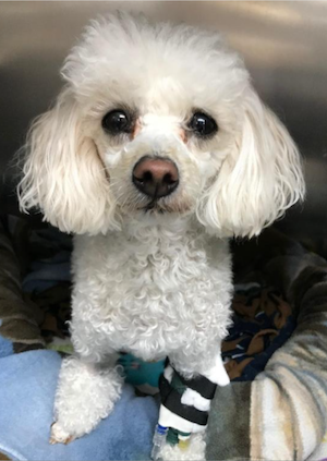 Poodle