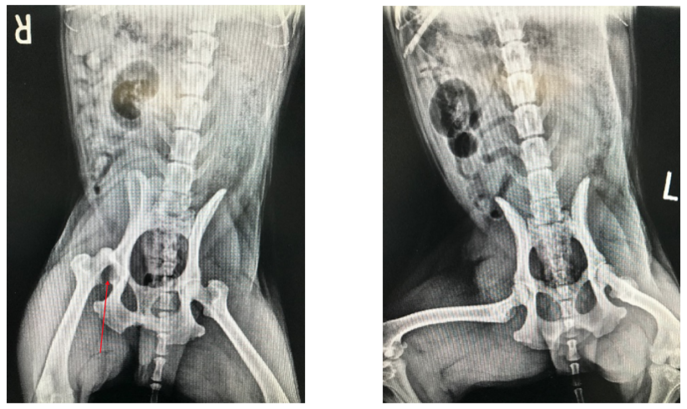Dog X-rays