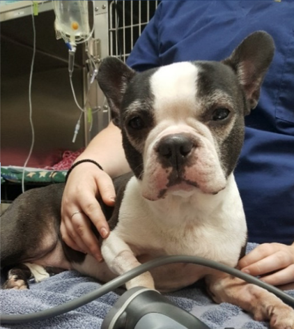 Boston Terrier mix