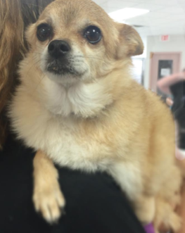 Pomeranian
