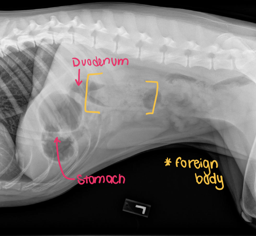 Radiograph
