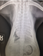 Respiratory Distress