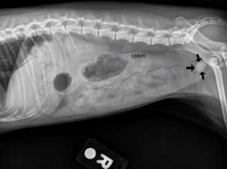 Radiograph